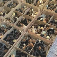 جوجه پنج روزه محلی. اردک ‌. جوجه رنگی تخم نطفه دار