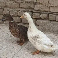 فروش ۲ تا اردک ۵ ماهه