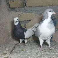 کفترای رنگی پرنده|پرنده|قزوین, |دیوار