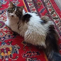 گمشده گربه پشمالوی سفید و با لکه های خاکستری DLH