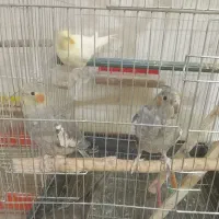 عروس هلندی سینامون