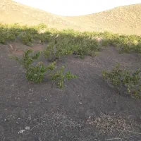 باغ انگوردیم