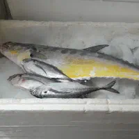 سلام ماهی دریایی رسید|خوردنی و آشامیدنی|ابرکوه, |دیوار