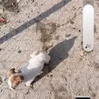 واگزار سگ پاکوتاه|سگ|گرگان, |دیوار