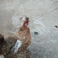 مرغ سلطانی