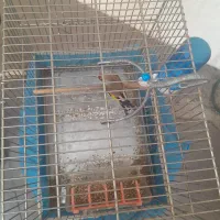 سره دورگ|پرنده|تهران, کیانشهر|دیوار