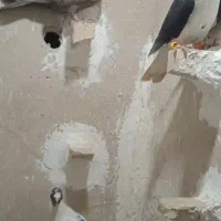 کفتر پرشی.موشی طلایی.ابلغ.ساده