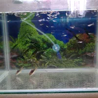 بچه گوپی|ماهی|کازرون, |دیوار