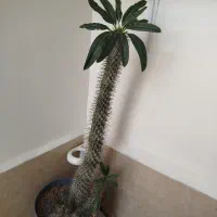 گل سرحال وزیبا.|گل و گیاه طبیعی|قزوین, |دیوار