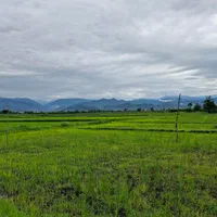 زمین۲۸۰۰متر مناسب برای کاشت کیوی تالش خلیفه کری|فروش زمین و ملک کلنگی|تالش, هشتپر|دیوار