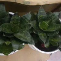 گل های اپارتمانی|گل و گیاه طبیعی|کرمانشاه, |دیوار