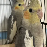 عروس هلندی سخنگو