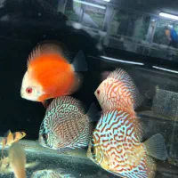 بار جدید ماهی آکواریومی رسید