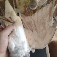 کبوتر غریب|حیوانات|رشت, بوسار|دیوار