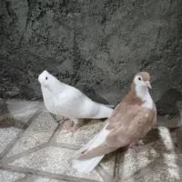 جوانه سده دمبی|پرنده|سبزوار, امیر کبیر|دیوار