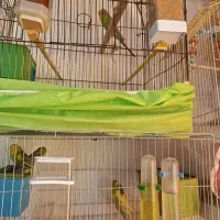 تعداد 9عدد مرغ عشق بفروش می رسد|پرنده|میانه, |دیوار