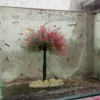 تعدادی ماهی آکواریومی