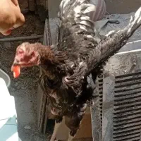 مرغ و خروس لاری|حیوانات مزرعه|شیراز, دست خضر|دیوار