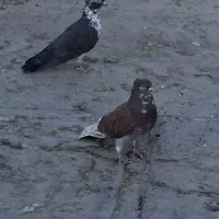 ۵ تا کبوتر عشق بازی