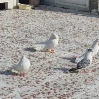 کبوتر سفید و دم چتری