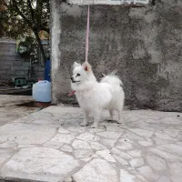 سگ پامر خوشگل