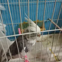 عروس هلندی|پرنده|مشهد, مقدم|دیوار