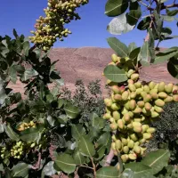 کاشت تابرداشت پستە|خدمات باغبانی و درختکاری|کامیاران, |دیوار