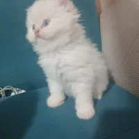 توله گربه پرشین|گربه|شیراز, کوشک میدان|دیوار