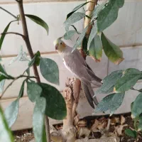 عروس هلندی گم شده