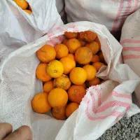 نارنج|عمده‌فروشی|زرگرشهر, |دیوار