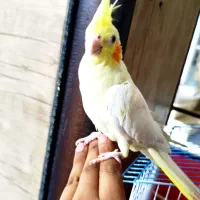 عروس هلندی نر لوتینو فول دستی و دو کلمه حرف میرنه