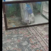 اکواریوم با کلیه لوازم|ماهی|تهران, شادآباد|دیوار