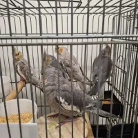 عروس هلندی|پرنده|قرچک, میرزائی شمالی|دیوار