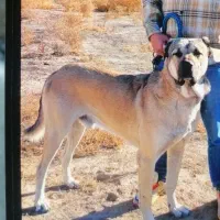 سگ سرابی|سگ|رباطکریم, رباطکریم|دیوار