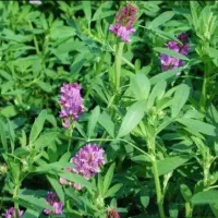 بذر یونجه همدانی اعلا