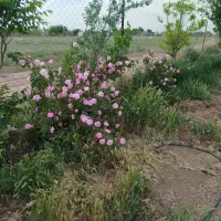باغ-380متری