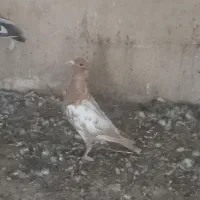 میولمنز درجه یک|پرنده|برازجان, |دیوار