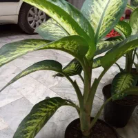 گل دیفن باخیا