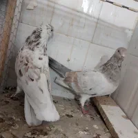 سرور کاکل .زرد .شازده هما تخت دمسفید|پرنده|اصفهان, باغ فدک|دیوار