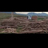 چوب فروشی و مرکز جمع آوری انواع چوب|عمده‌فروشی|سنقر, |دیوار