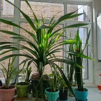 گل پاندانوس