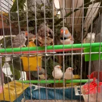 فروش فوری فنچ