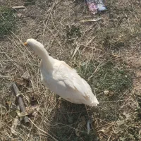 اردک بزرگ و زیبا