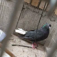 زاغ دم سفید|پرنده|دوگنبدان, |دیوار