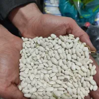 لوبیا سفید درجه یک تازه