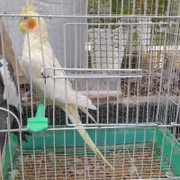 عروس هلندی سخنگو