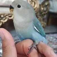 طوطی بریزیلی