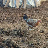 مرغ و خروس گلین|حیوانات مزرعه|ویلکیج, |دیوار