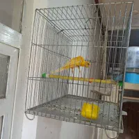 قناری سوخته نر ،جیبرنر،موزاییکی چهارگل دو جفت|پرنده|خرم‌آباد, |دیوار