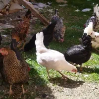 مرغ (اصیل
